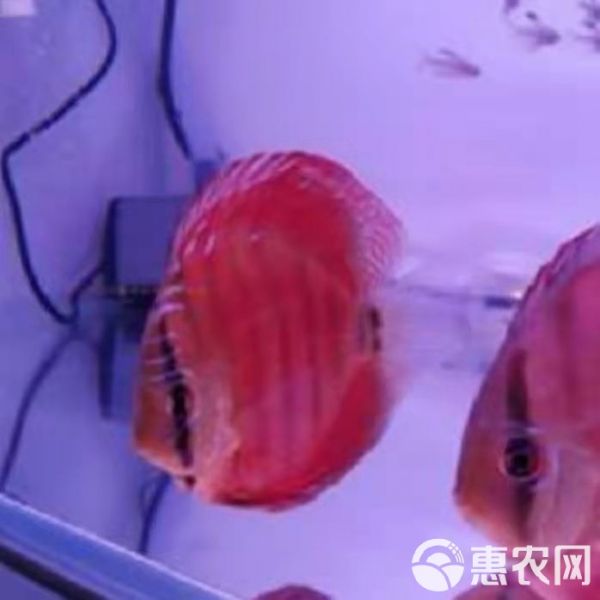 七彩神仙鱼 活体热带七彩鱼水族观赏宠物鱼红卡7-8厘米自养直销品种齐全