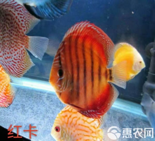 七彩神仙鱼 活体热带七彩鱼水族观赏宠物鱼红卡7-8厘米自养直销品种齐全