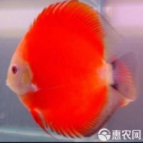 七彩神仙鱼 活体热带七彩鱼水族观赏宠物鱼红卡7-8厘米自养直销品种齐全