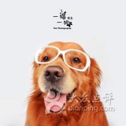 宠物摄影套餐,猫咪写真多少钱?