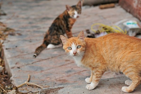 小猫咪真可爱。