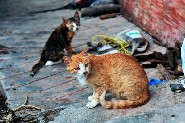小猫咪真可爱。