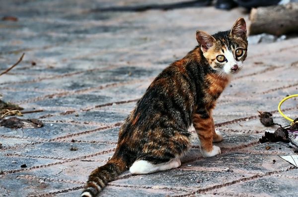 小猫咪真可爱。