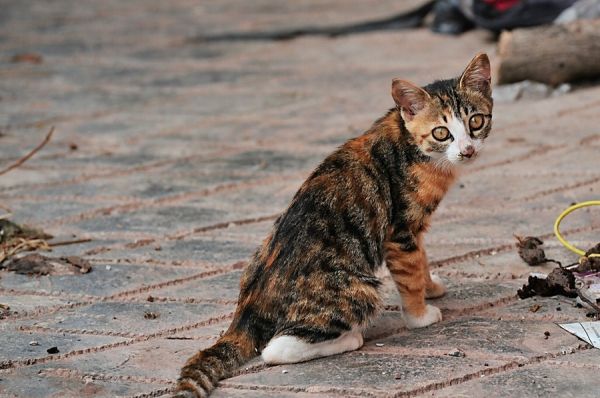 小猫咪真可爱。