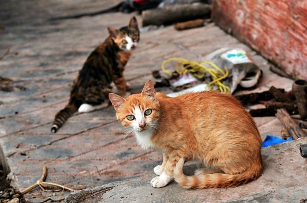 小猫咪真可爱。