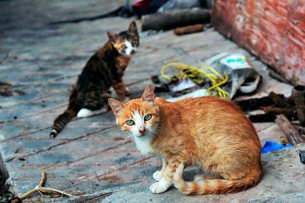 小猫咪真可爱。