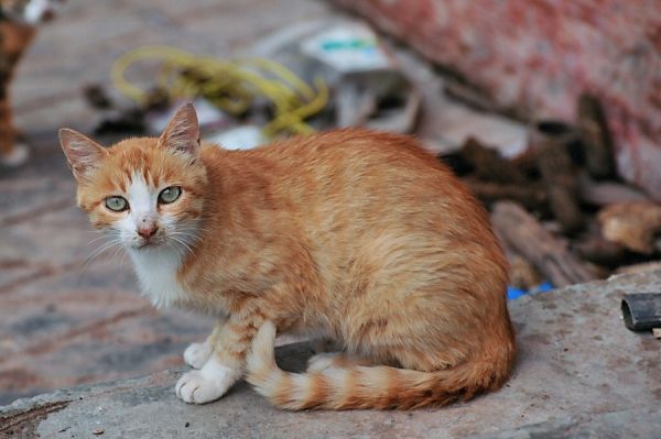 小猫咪真可爱。