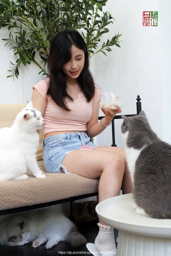 我爱猫咪
