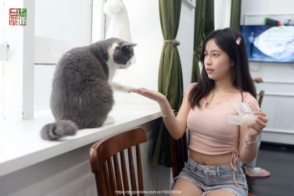 我爱猫咪