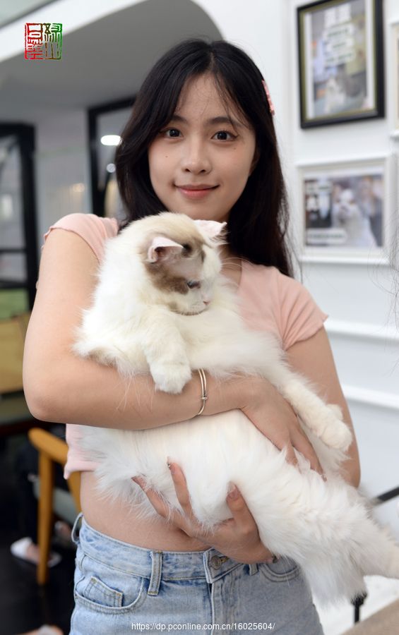 我爱猫咪