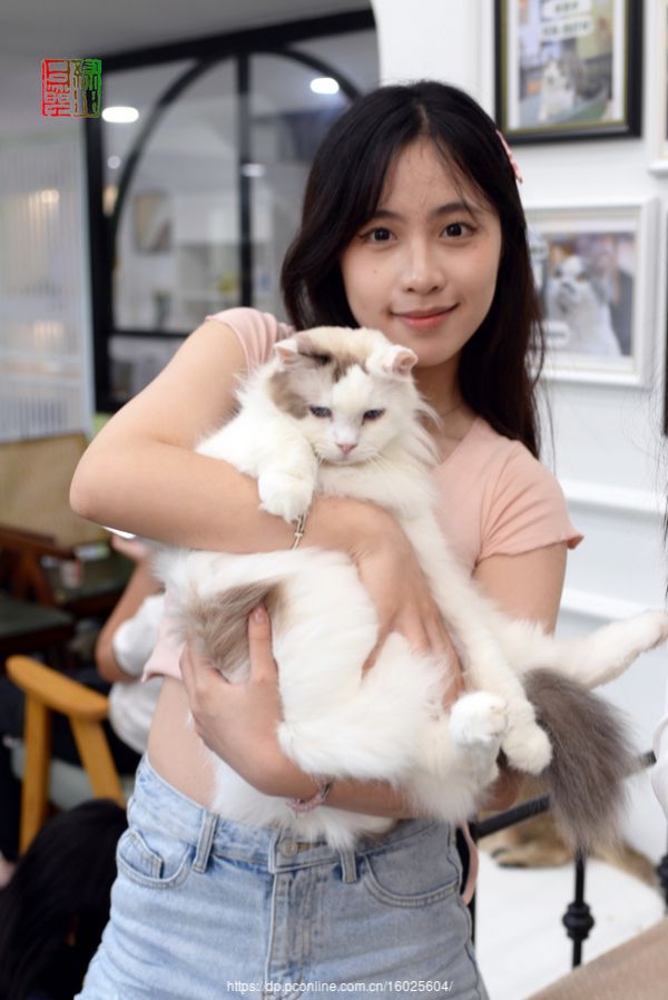 我爱猫咪