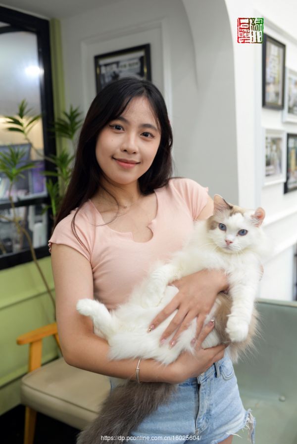 我爱猫咪