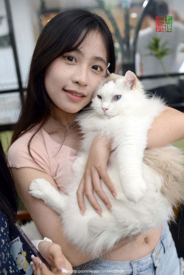 我爱猫咪