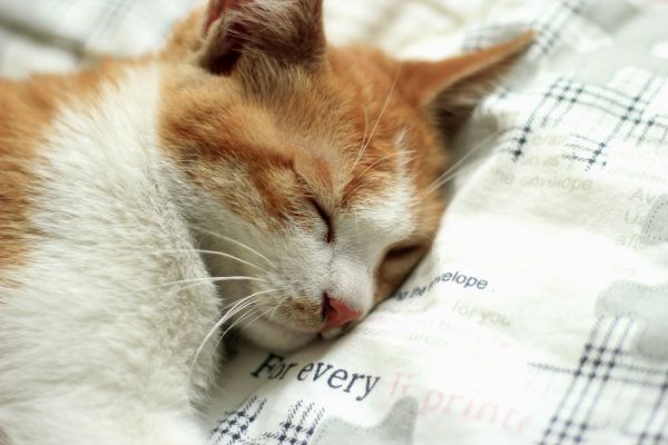 猫咪