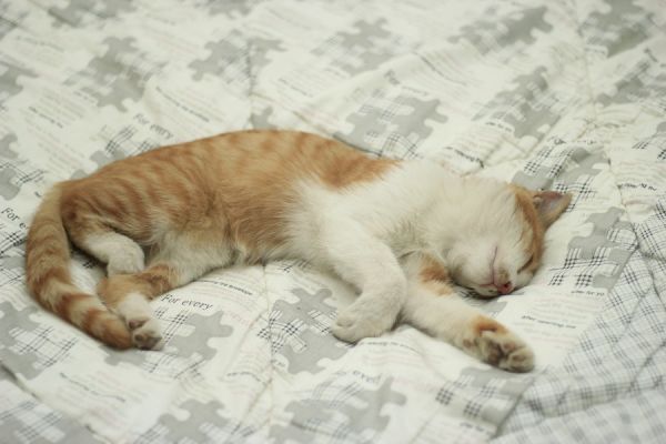 猫咪