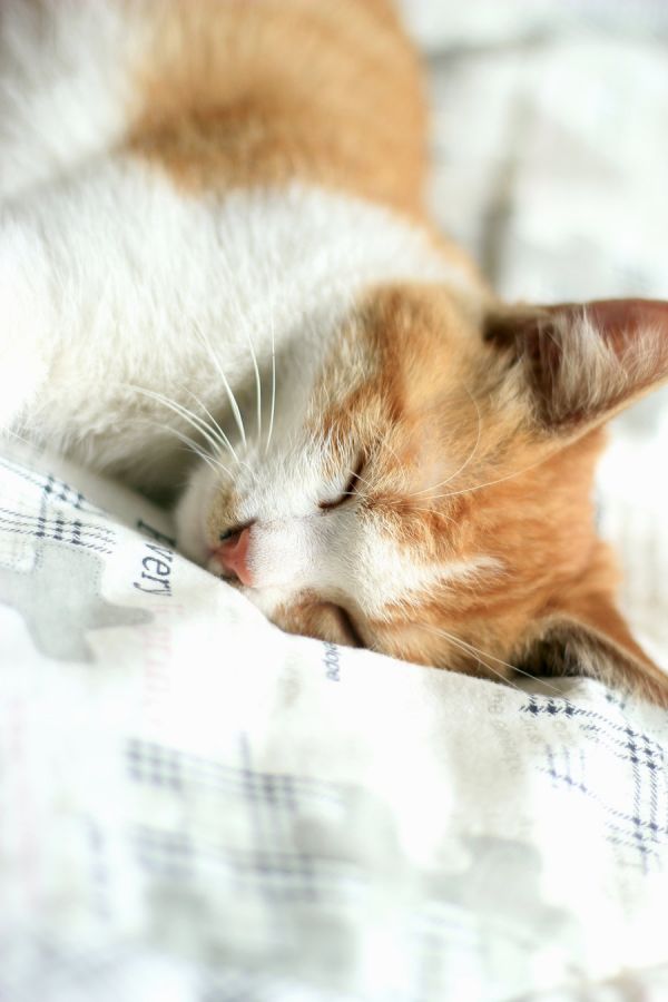猫咪
