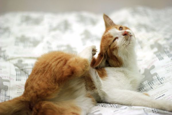 猫咪