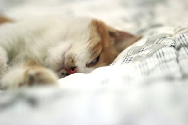 猫咪
