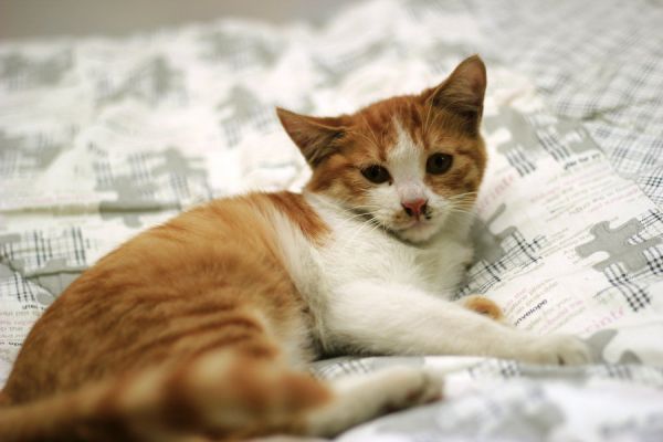 猫咪