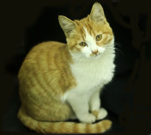 猫咪