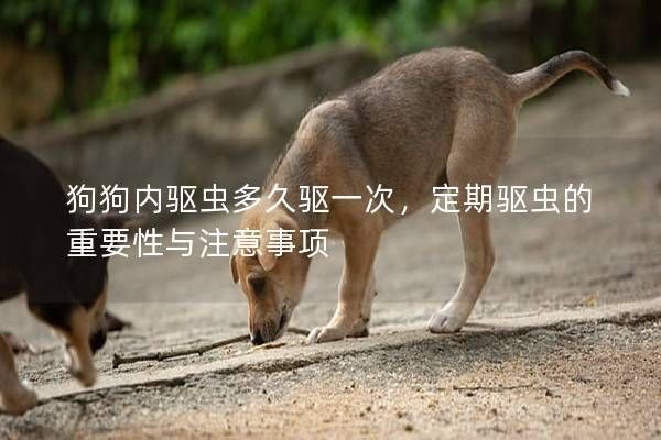 狗狗内驱虫多久驱一次，定期驱虫的重要性与注意事项