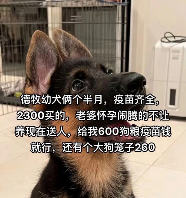 两个月德牧驱虫的费用是多少？