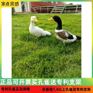 仿真田园风橱窗教学白色动物摆件