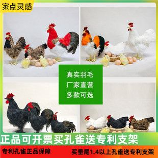 仿真公鸡模型孵蛋母鸡动物工艺品
