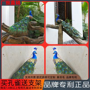 寓意场景布置孔雀吉祥羽毛孔雀