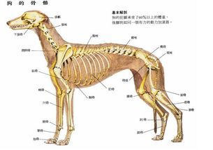 宠物髌骨脱臼,饮食调养是关键。