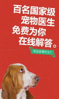 呵护西施犬耳朵:清洁预防,全面守护宠物健康