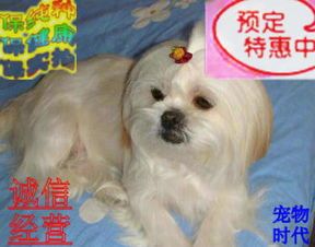 呵护西施犬耳朵:清洁预防,全面守护宠物健康