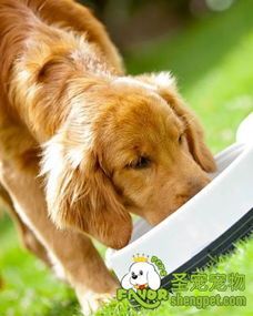 宠物狗狗肠胃调理三步法：饮食调养、运动促进、养护到位
