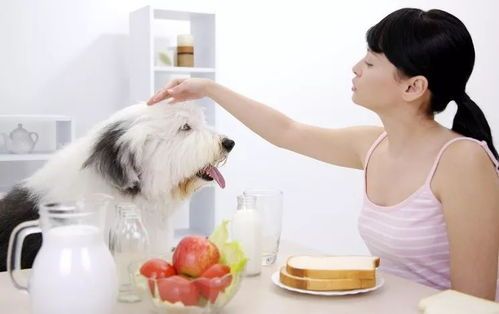 宠物后腿水肿,饮食调养有讲究