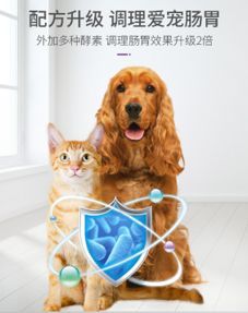 “宠物肠胃不适,饮食调养攻略”