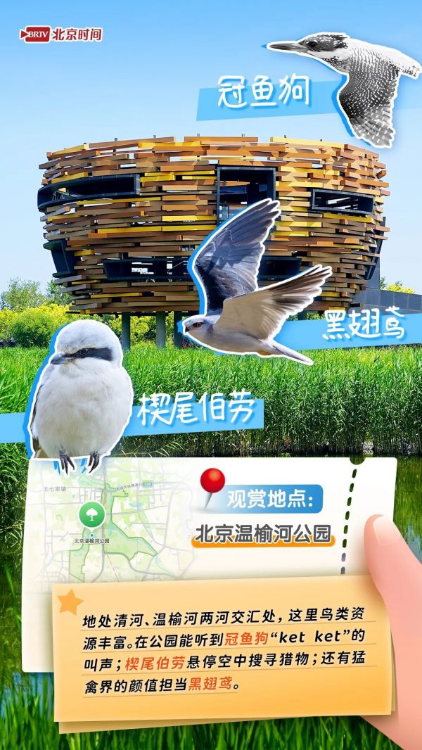 年轻人流行观鸟了？北京这六个公园拍鸟出片率100%