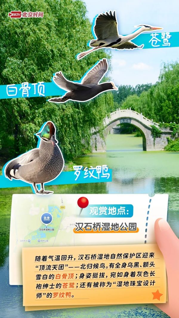 年轻人流行观鸟了？北京这六个公园拍鸟出片率100%