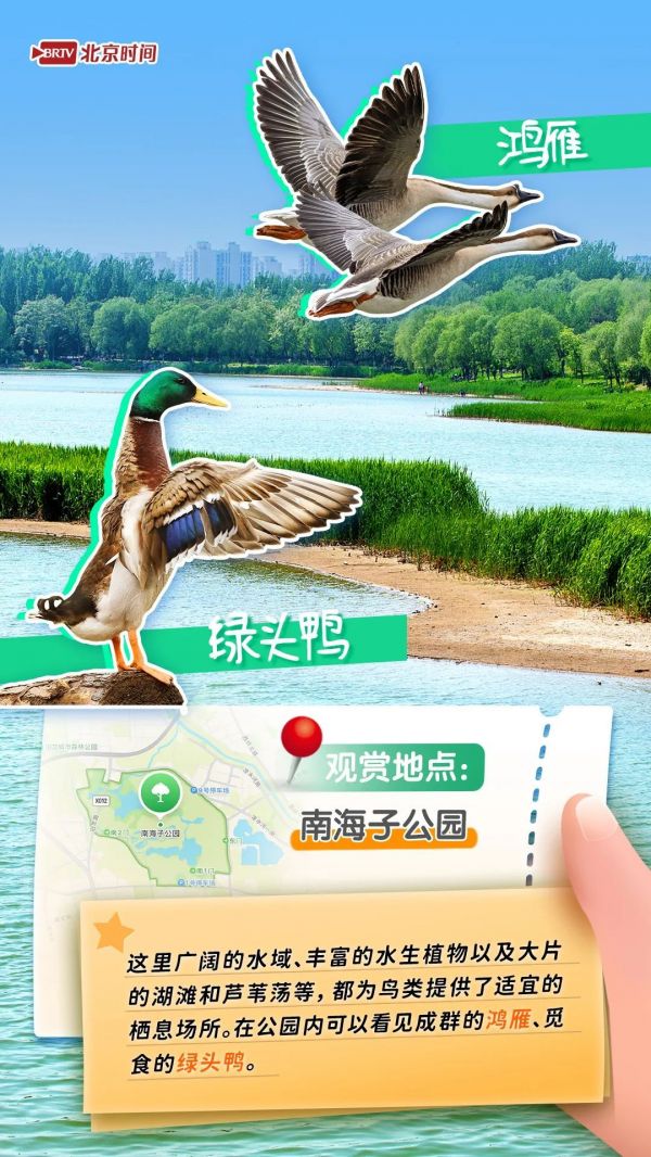 年轻人流行观鸟了？北京这六个公园拍鸟出片率100%