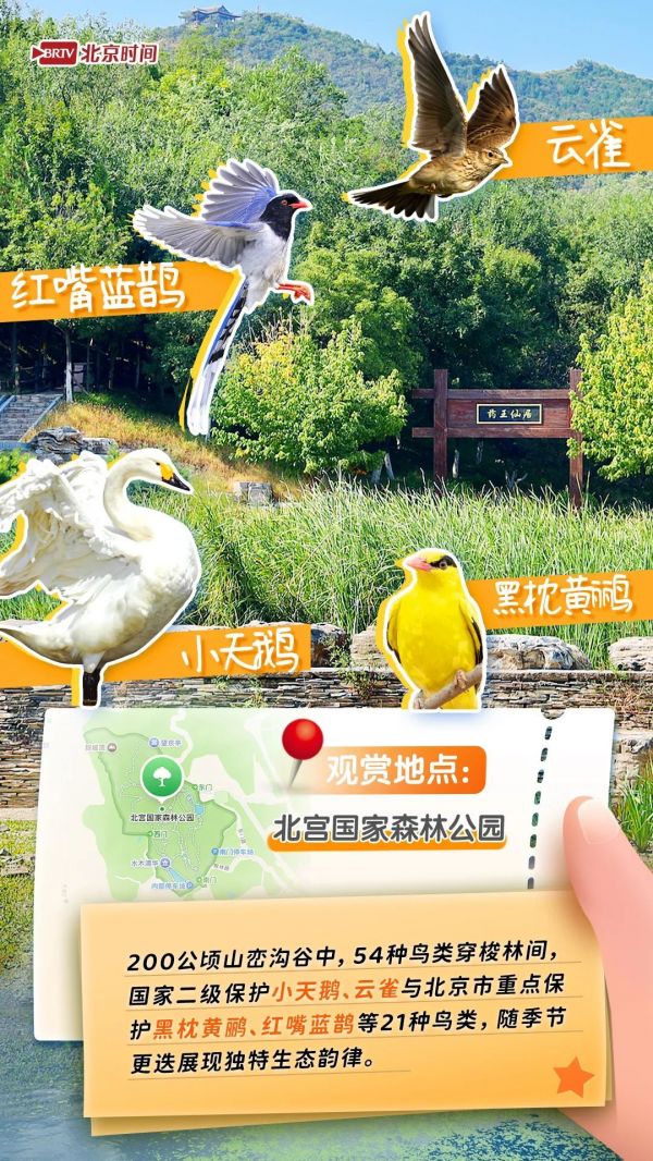 年轻人流行观鸟了？北京这六个公园拍鸟出片率100%