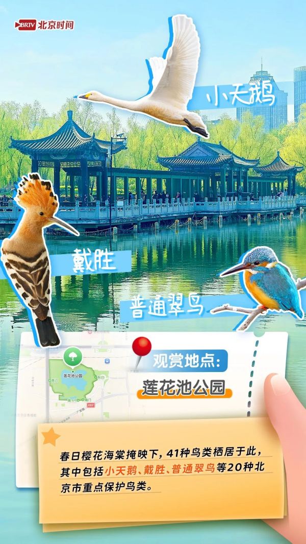 年轻人流行观鸟了？北京这六个公园拍鸟出片率100%