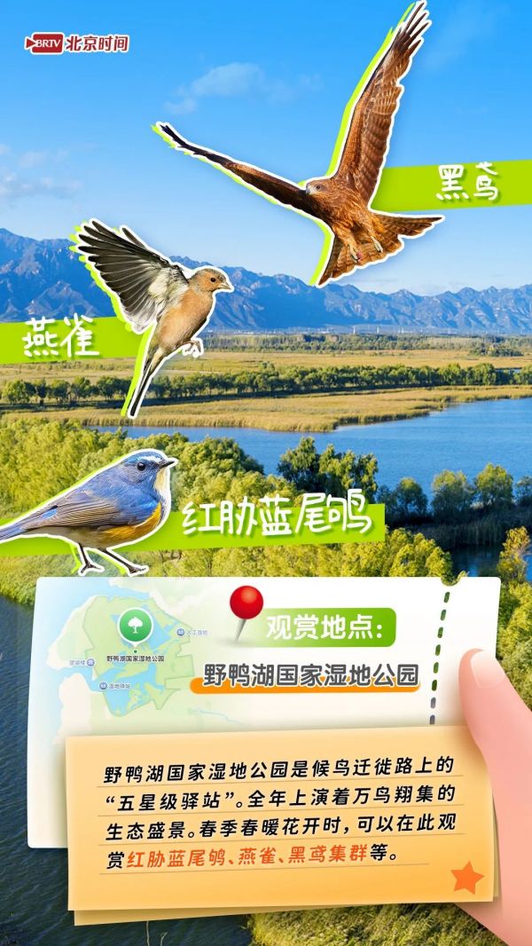年轻人流行观鸟了？北京这六个公园拍鸟出片率100%