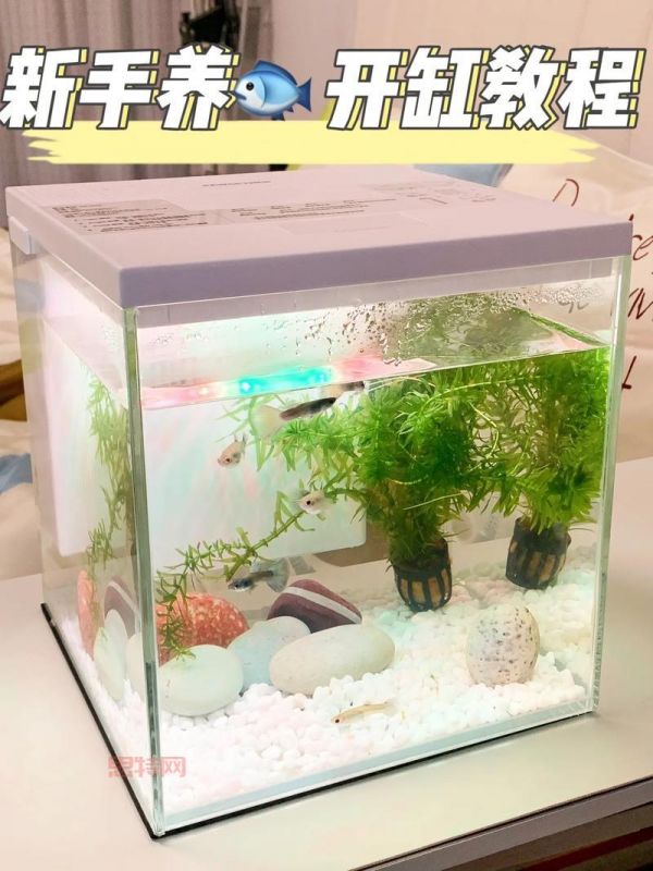 怪怪水族箱攻略：养鱼赚钱，商店宠物蛋攻略