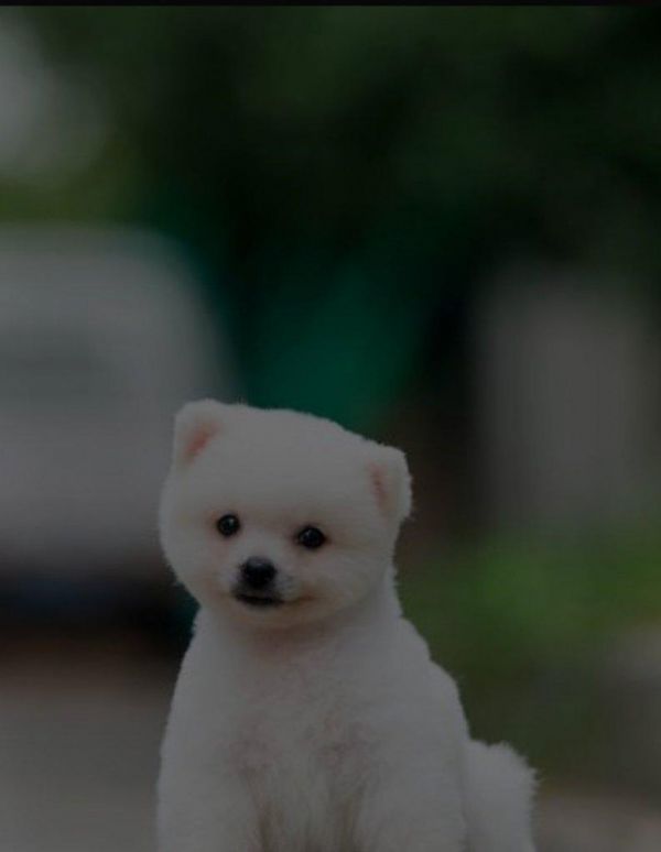 老年犬的健康护理（宠爱老年犬，享受快乐时光）