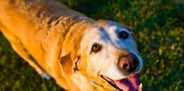 老年犬的健康护理（宠爱老年犬，享受快乐时光）