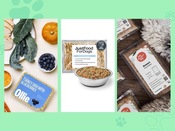 绿色背景上显示Ollie、Just Food for Dogs和The Farmer's Dog的新鲜狗食品。