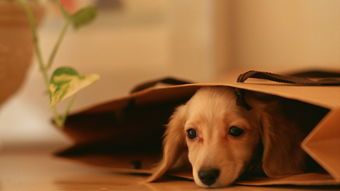 为卷毛犬定制营养均衡饮食