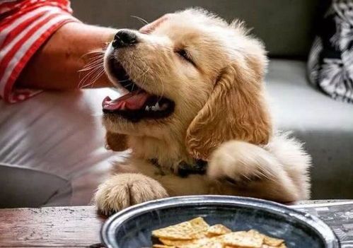 为卷毛犬定制营养均衡饮食