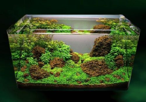 家庭养龟都需要哪些器材