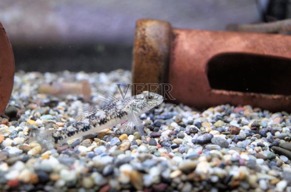水族馆热带鱼照片摄影图片
