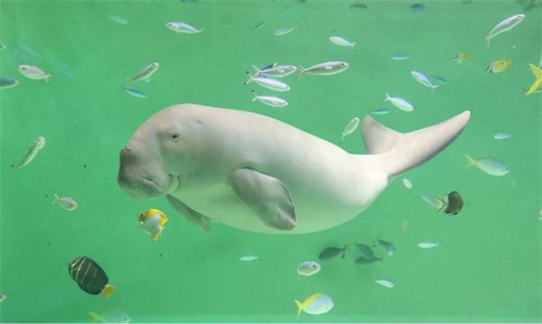 水族馆加盟